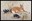 DeerGuineaFowl (border)2.jpg