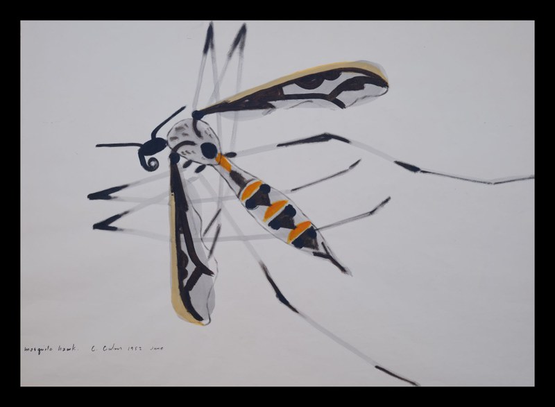 MosquitoHawk (border).jpg