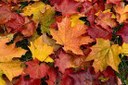 Fall.jpg