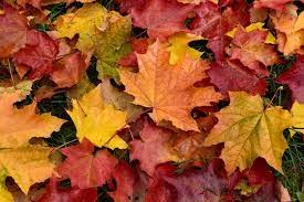 Fall.jpg