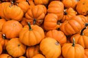 mini pumpkins.jpg