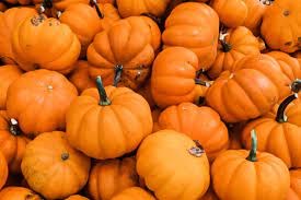 mini pumpkins.jpg