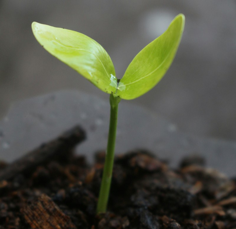 seedling small.jpg