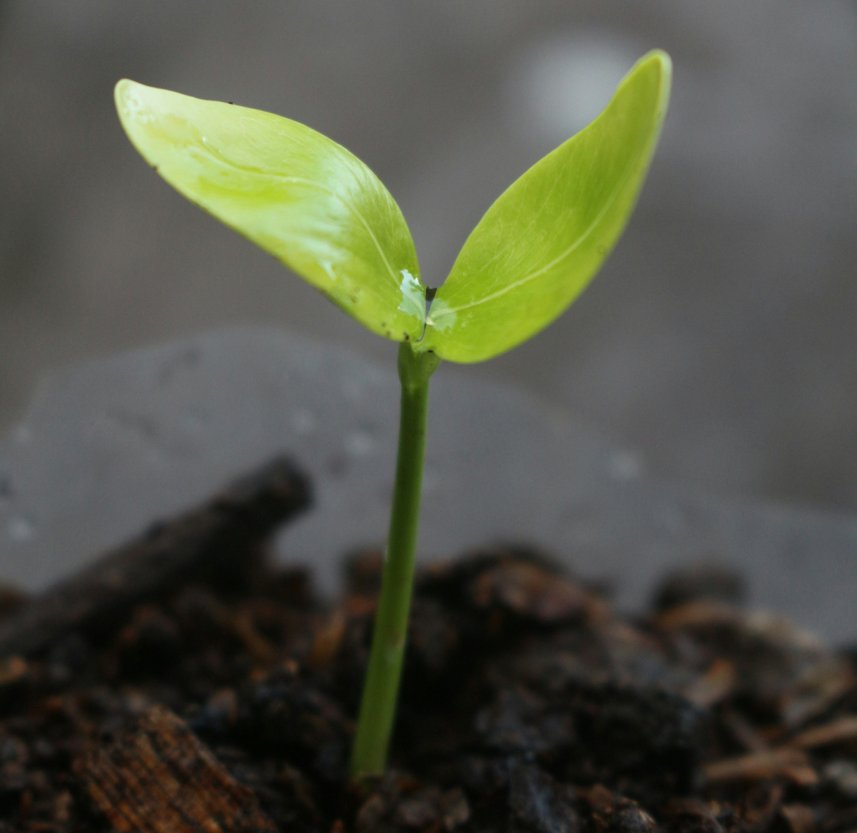 seedling small.jpg