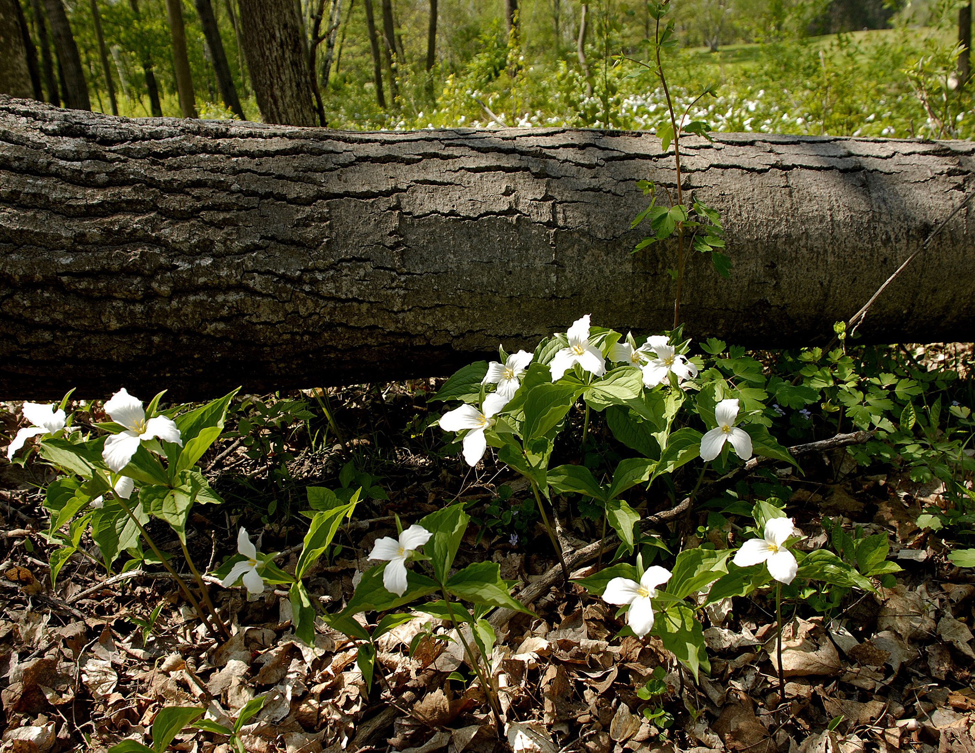 Spring photo winner